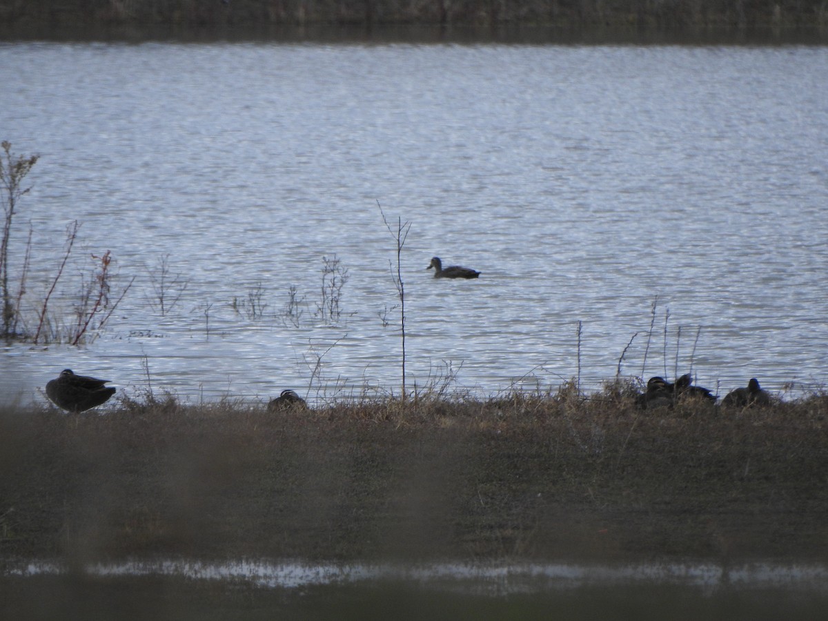 Pacific Black Duck - ML619559236