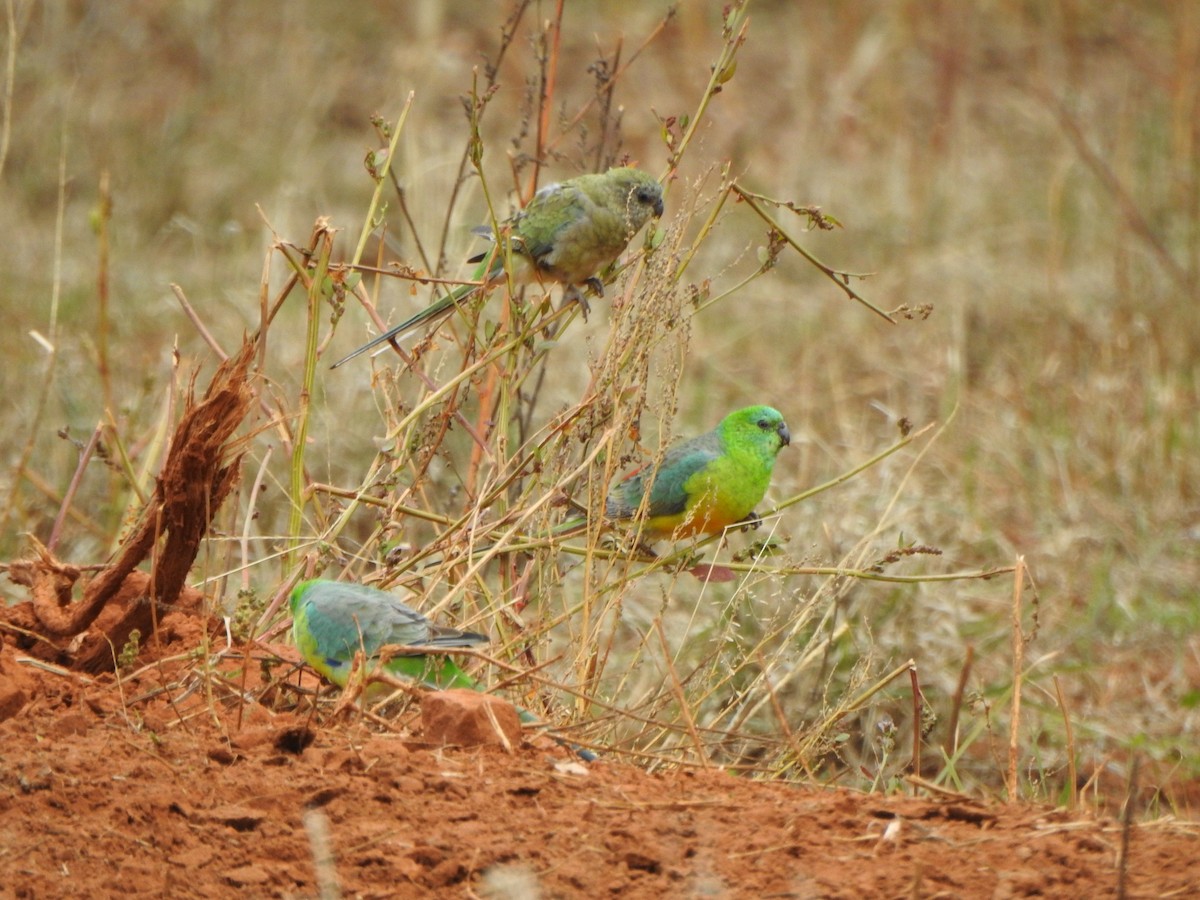 Red-rumped Parrot - DS Ridley