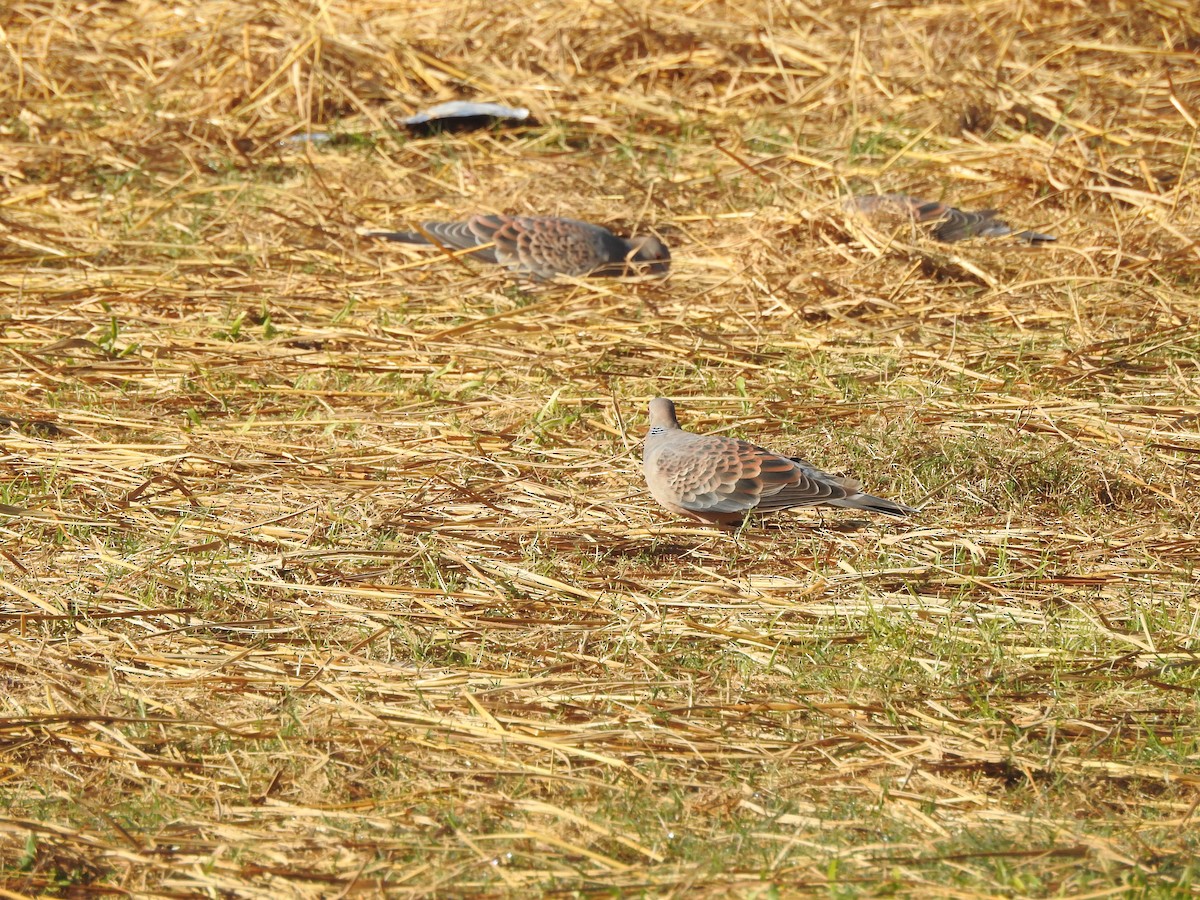 Oriental Turtle-Dove - Selvaganesh K