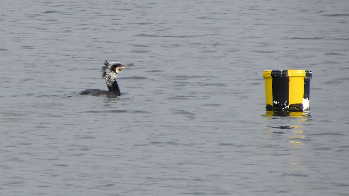 Great Cormorant - Peter Milinets-Raby