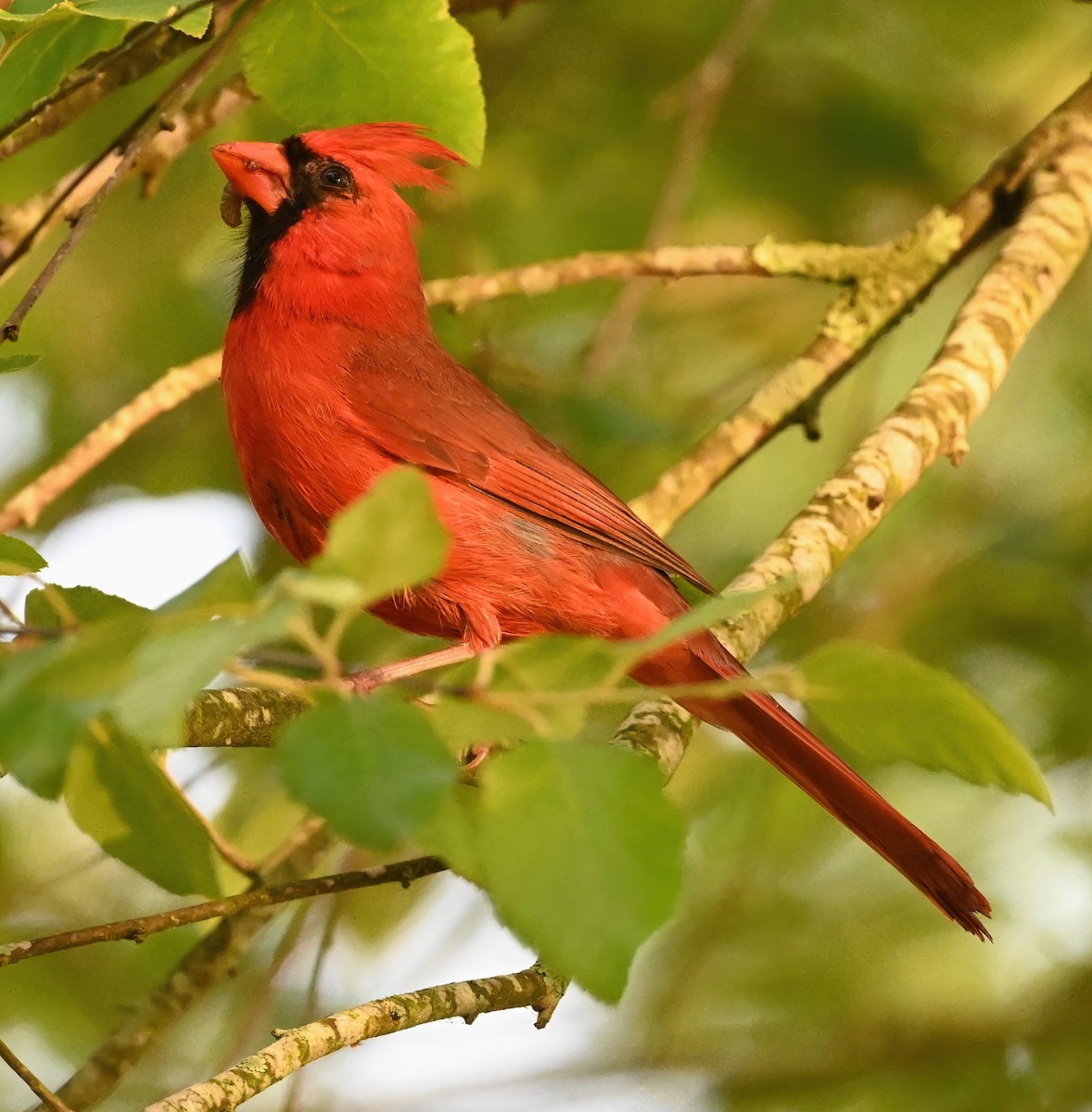 Northern Cardinal - Ann Stinely