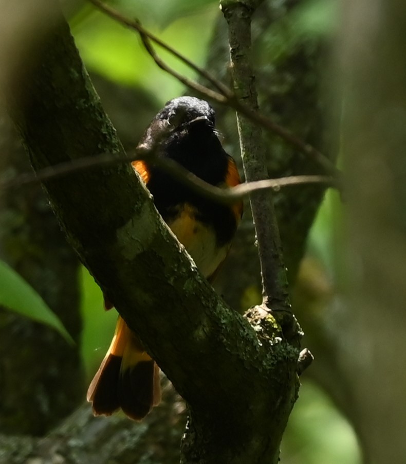 American Redstart - Nicolle and H-Boon Lee