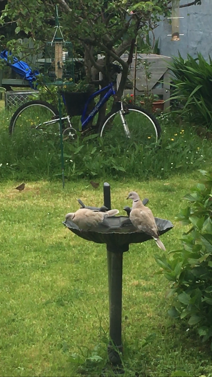 Eurasian Collared-Dove - Noel Keogh