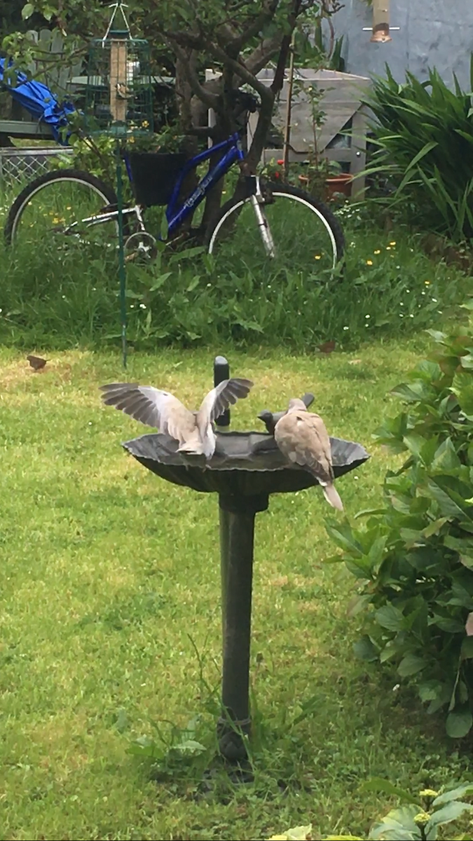 Eurasian Collared-Dove - Noel Keogh