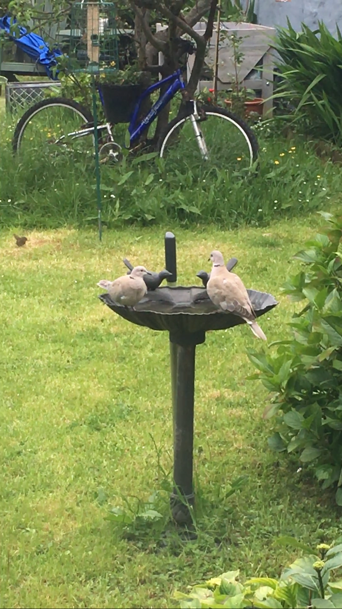 Eurasian Collared-Dove - Noel Keogh