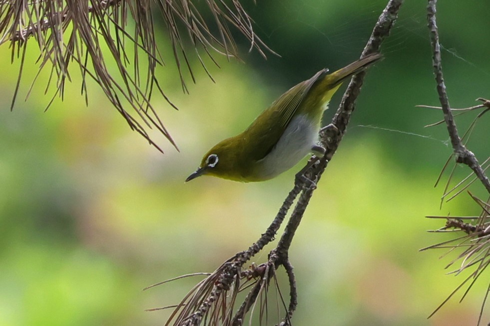 Warbling White-eye - 瑞珍 楊