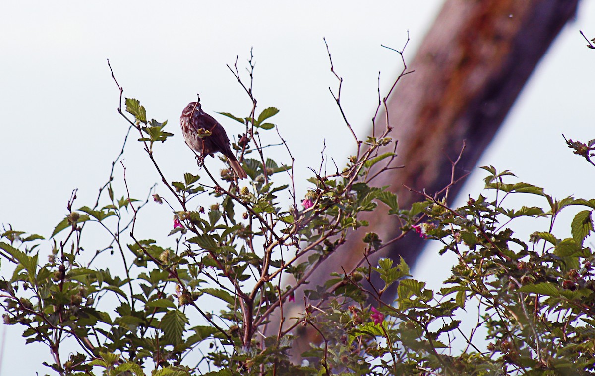 Song Sparrow - Greg kerluke