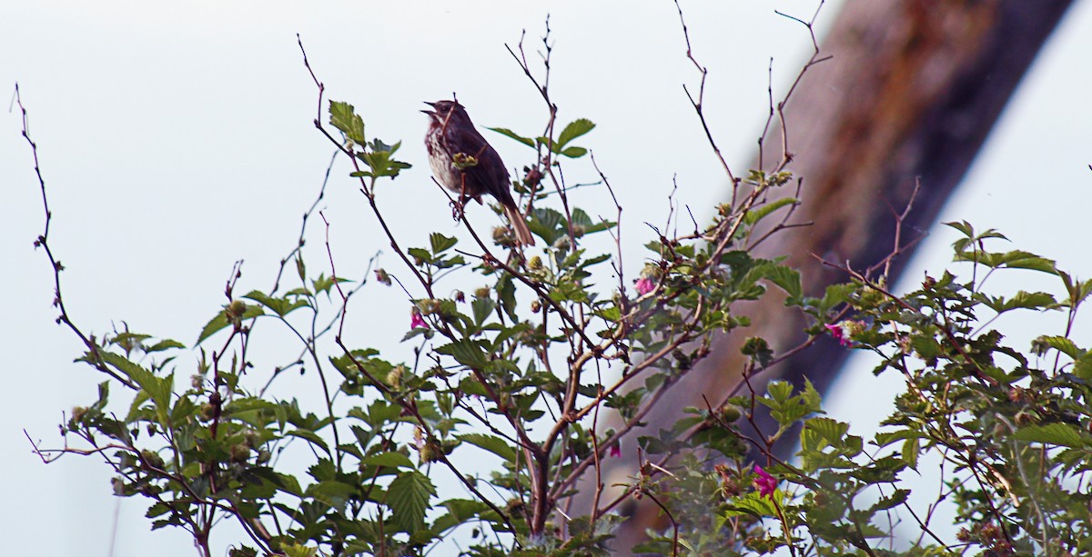 Song Sparrow - Greg kerluke