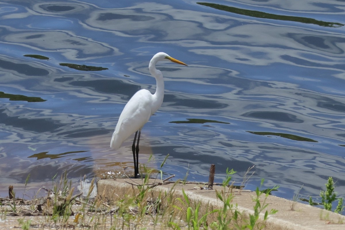 Great Egret - 瑞珍 楊