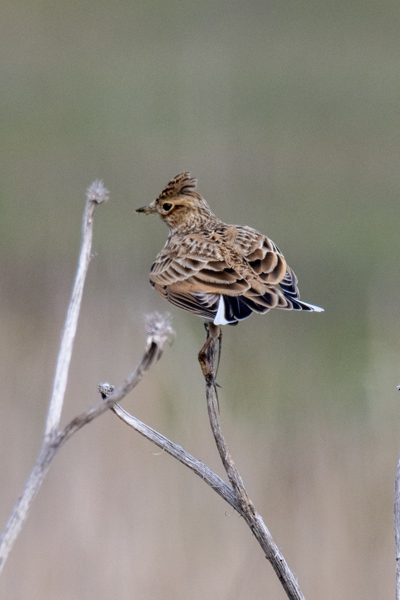 Eurasian Skylark - Andy&Meg Crawford