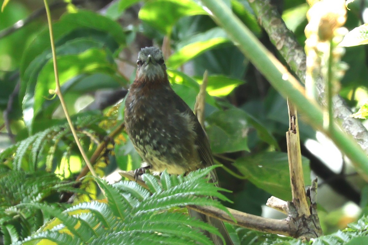 Brown-eared Bulbul - 瑞珍 楊