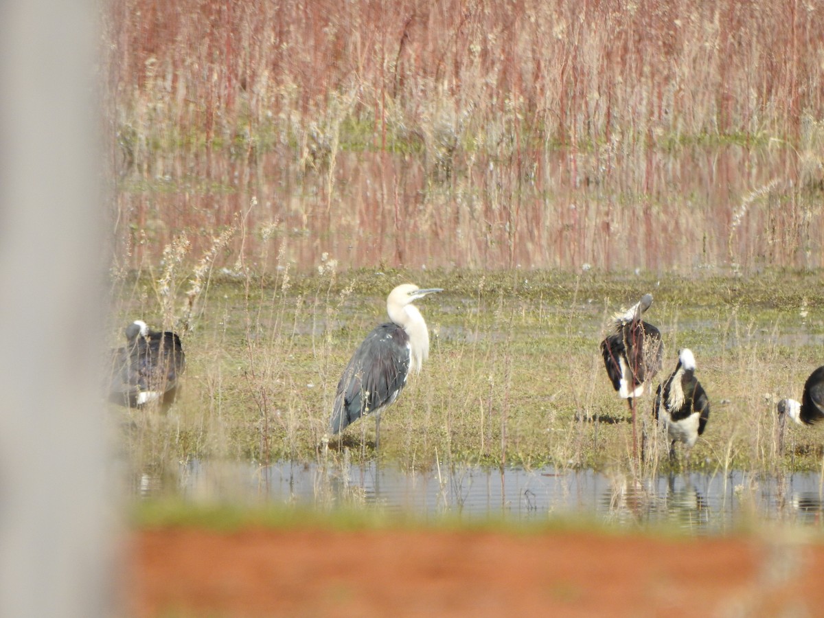 Pacific Heron - DS Ridley
