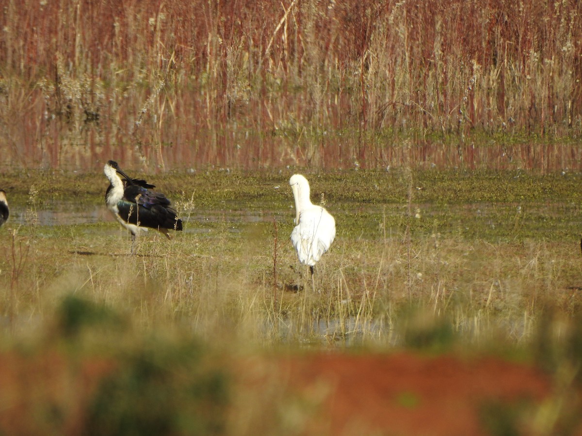 Yellow-billed Spoonbill - ML619559287