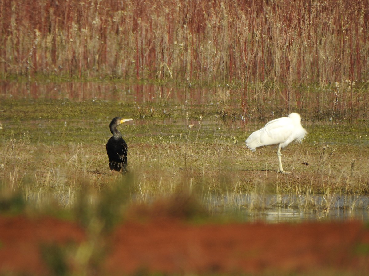 Great Cormorant - ML619559293