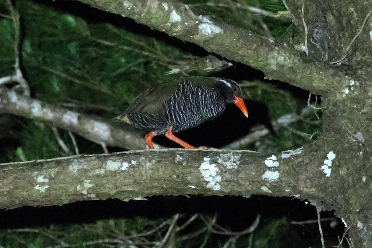 Okinawa Rail - 瑞珍 楊