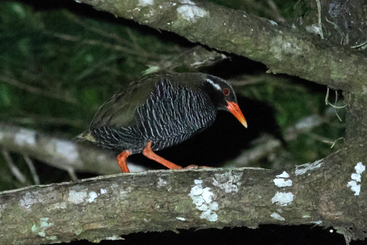 Okinawa Rail - 瑞珍 楊