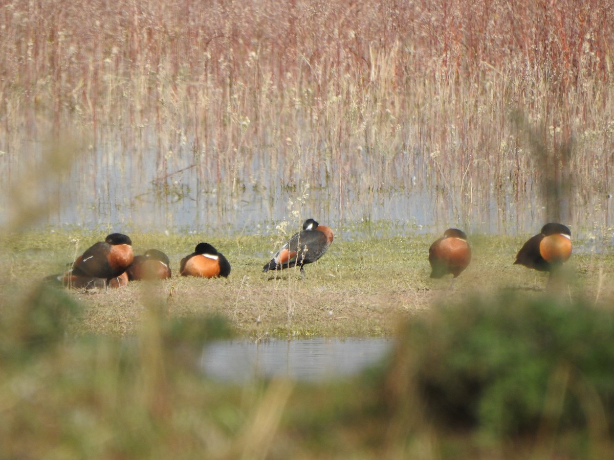 Australian Shelduck - DS Ridley