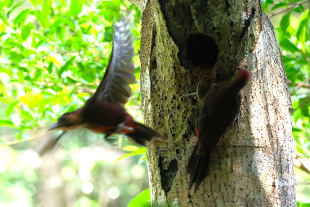 Okinawa Woodpecker - 瑞珍 楊