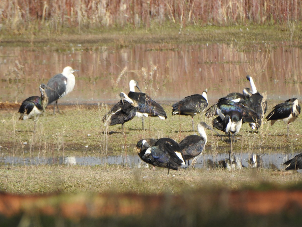 Straw-necked Ibis - ML619559303