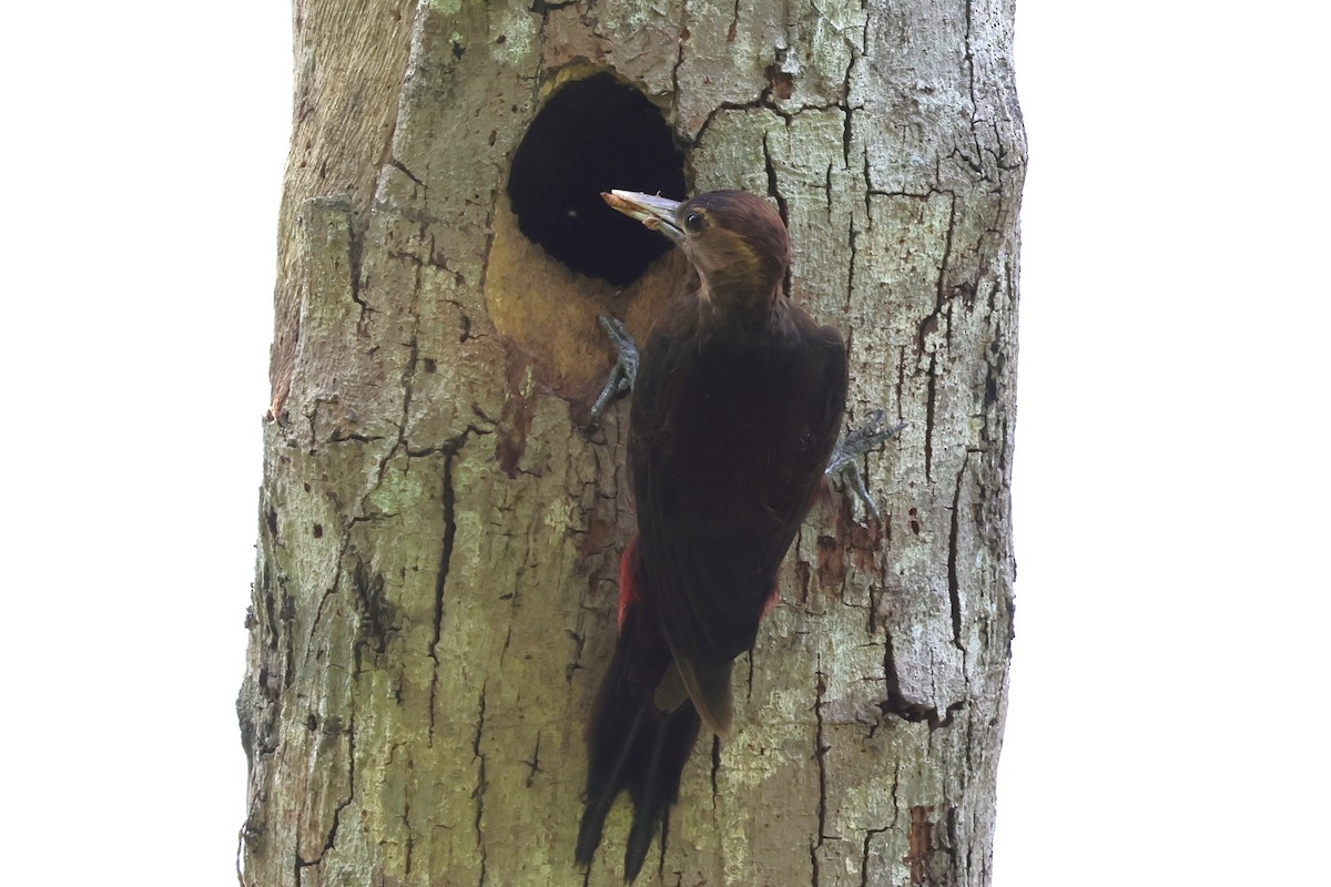 Okinawa Woodpecker - ML619559304