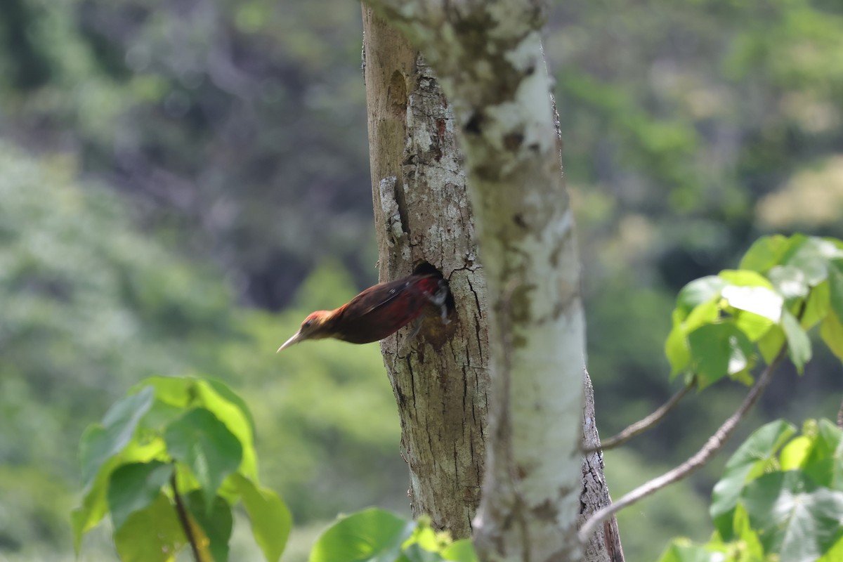 Okinawa Woodpecker - ML619559305