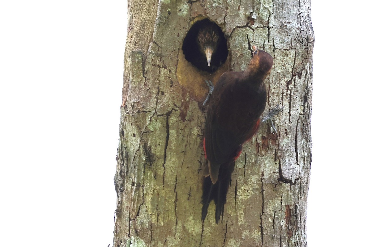 Okinawa Woodpecker - 瑞珍 楊