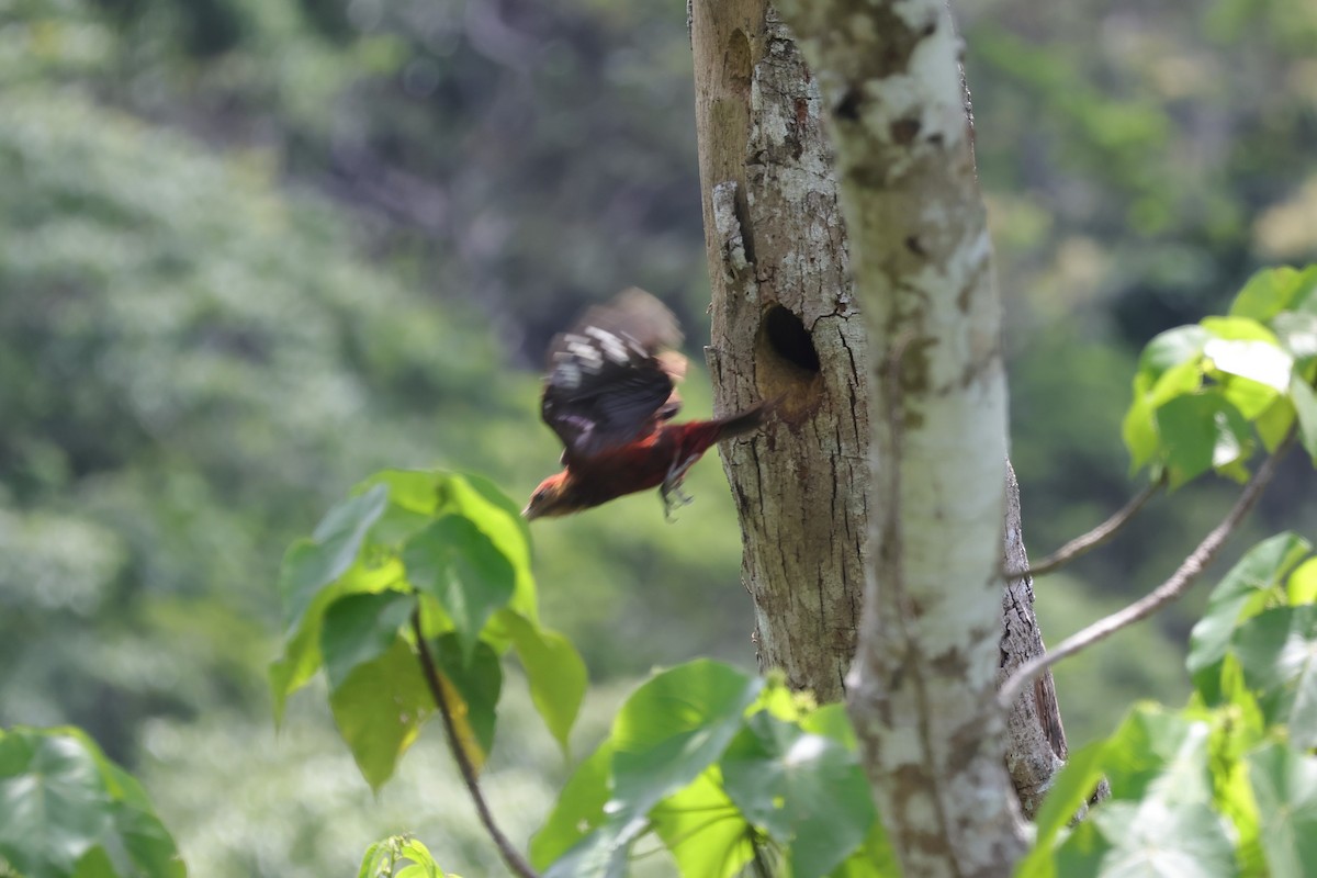 Okinawa Woodpecker - ML619559307