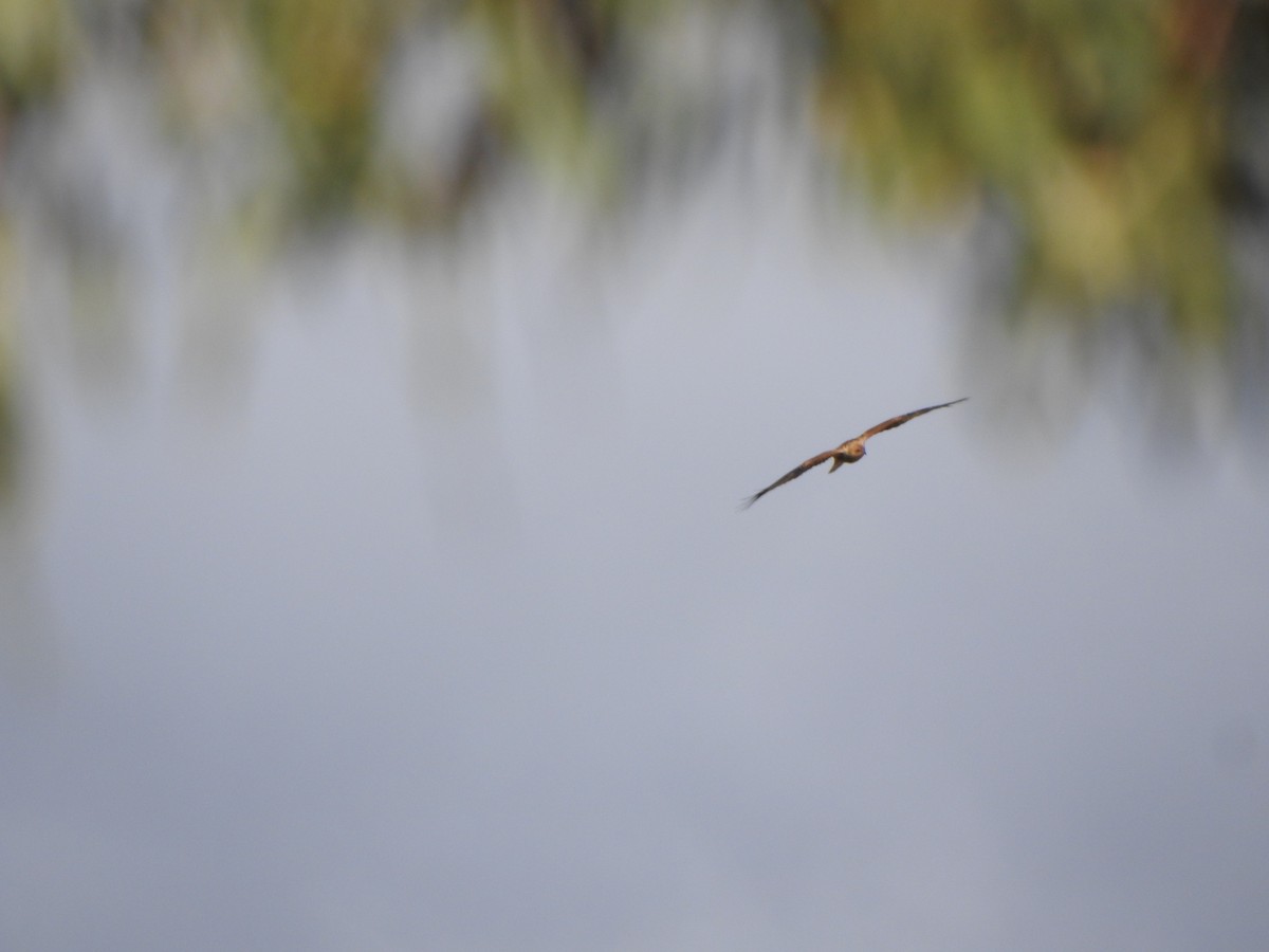 Whistling Kite - DS Ridley