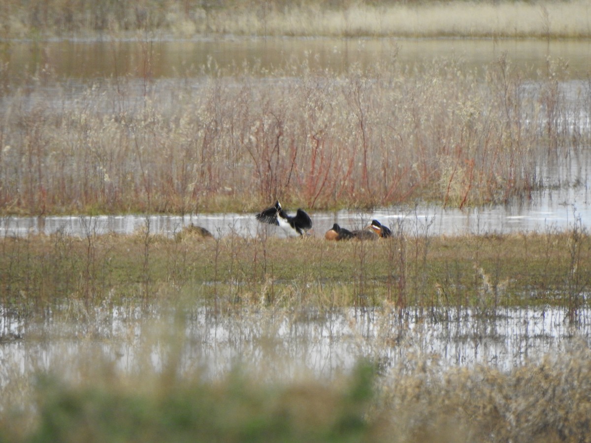 Pied Cormorant - DS Ridley