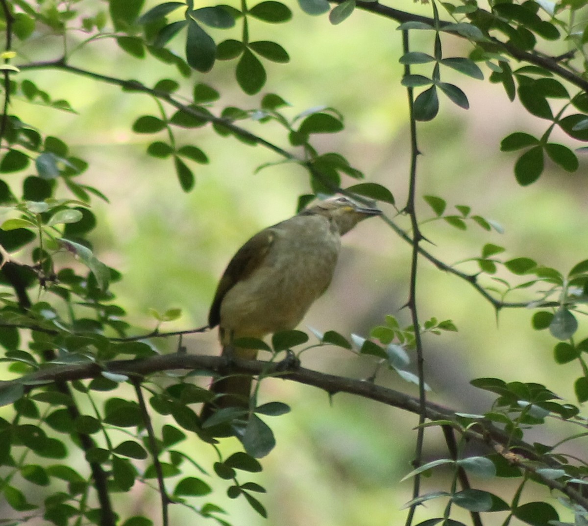 White-browed Bulbul - Madhavi Babtiwale