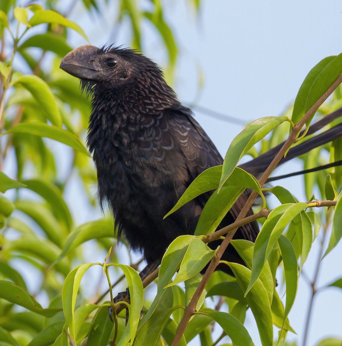 Smooth-billed Ani - José Martín