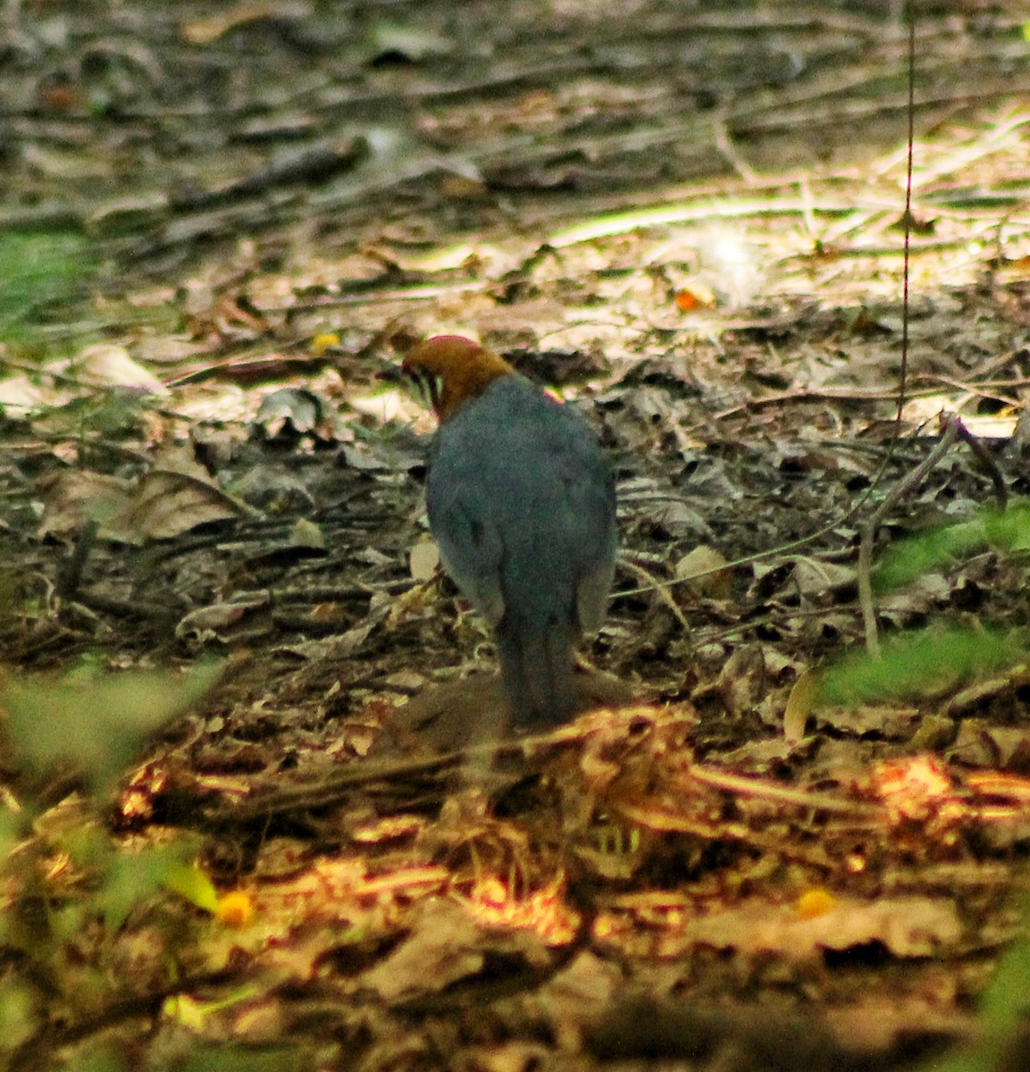 Orange-headed Thrush - Madhavi Babtiwale