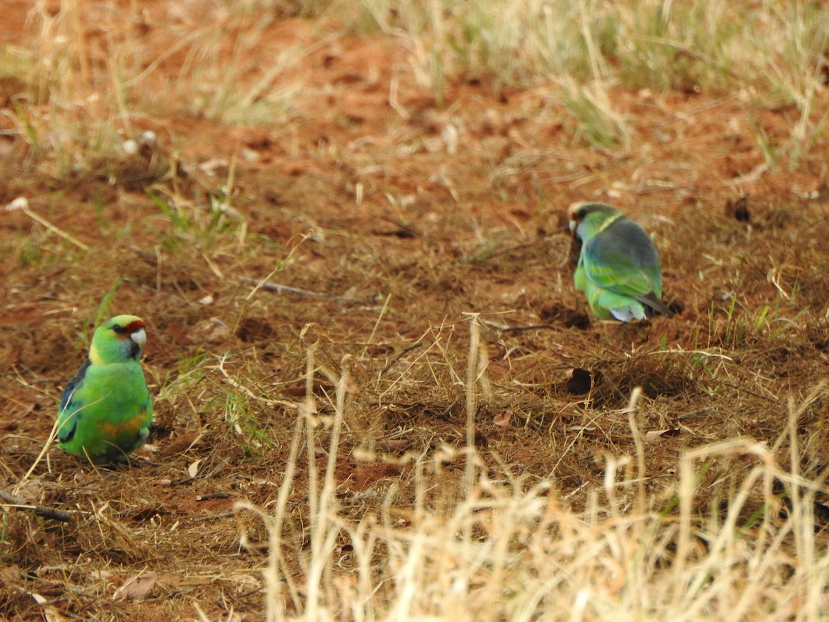 Perico de Port Lincoln - ML619559337