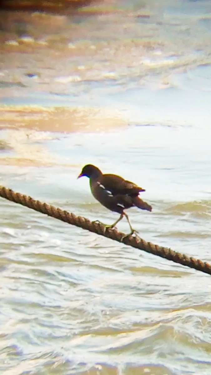 Eurasian Moorhen - Laurent Pascual-Le Tallec