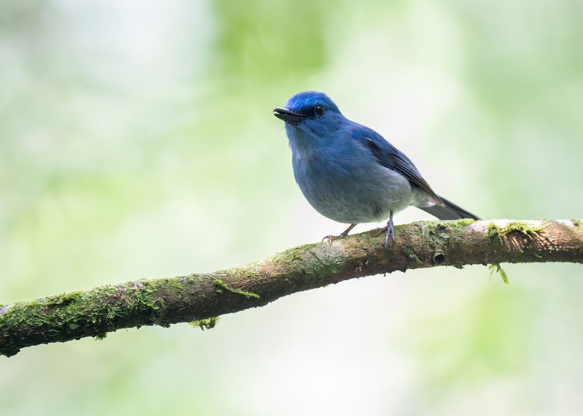 Pale Blue Flycatcher - ML619559344