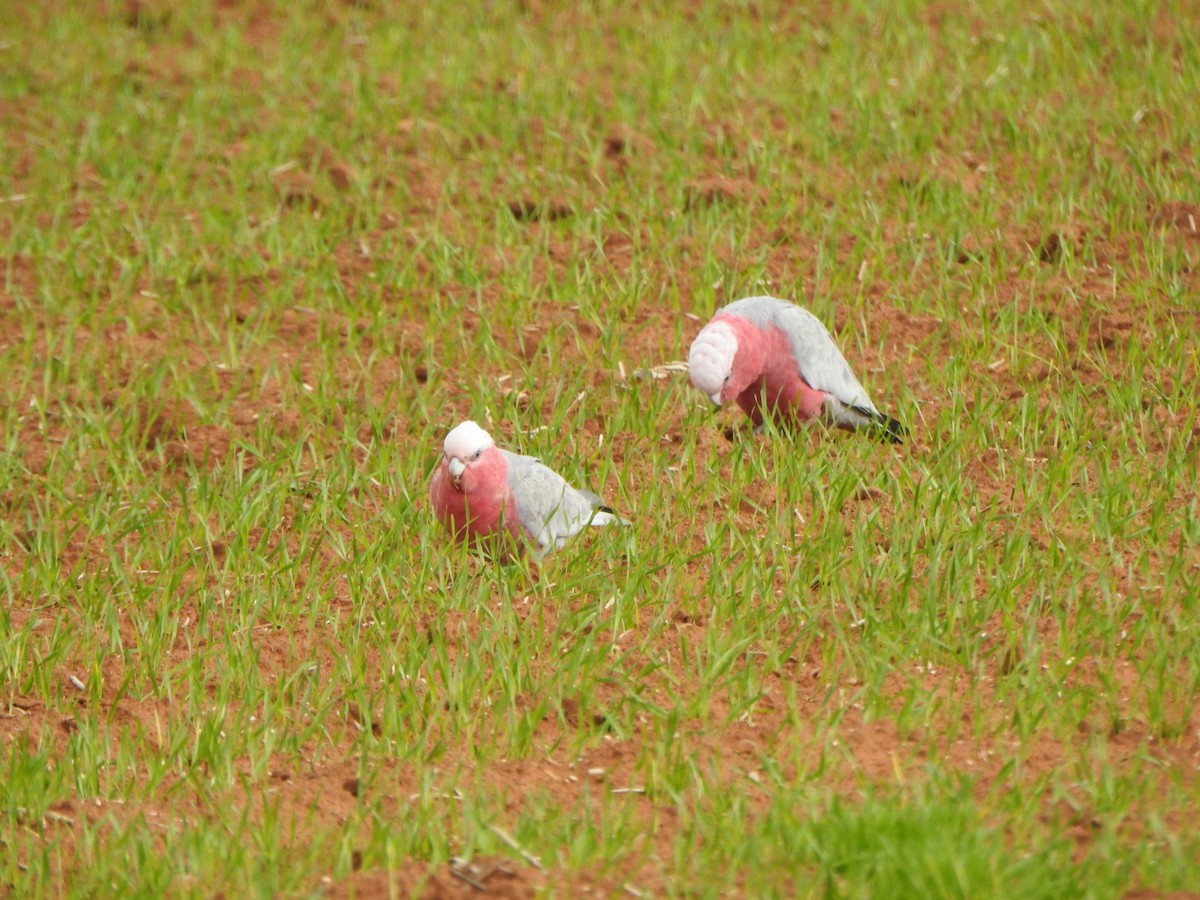 Cacatúa Galah - ML619559345