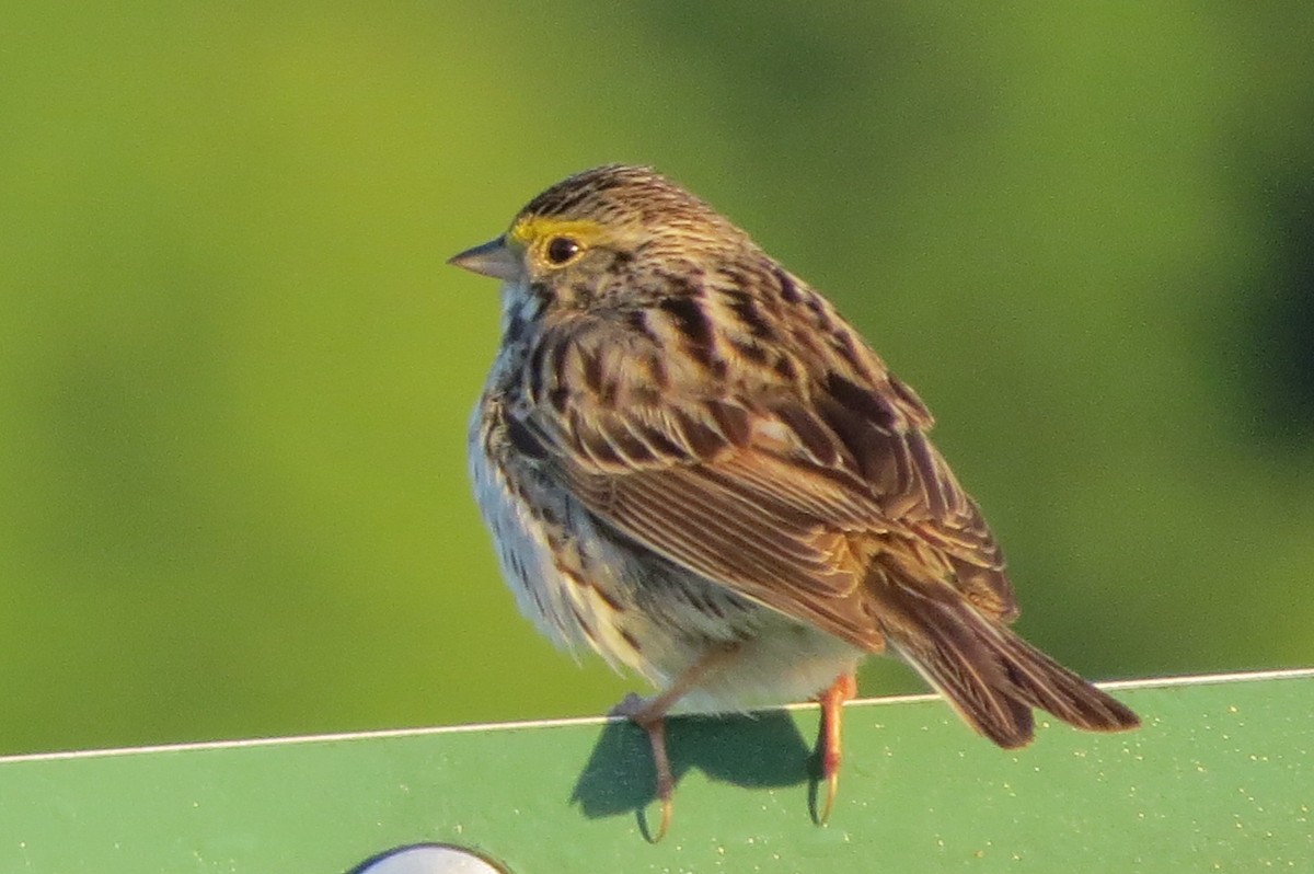 Savannah Sparrow - suzanne pudelek