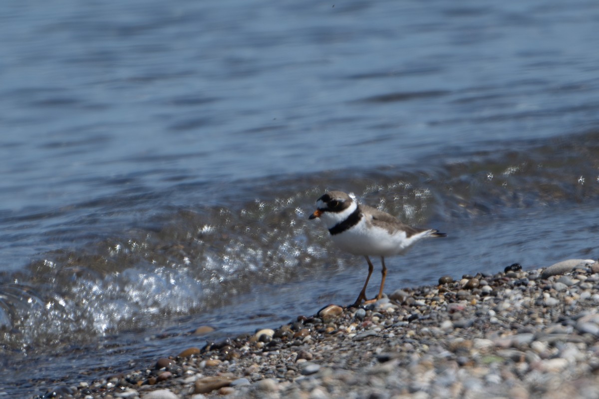 Semipalmated Plover - Michael Barath