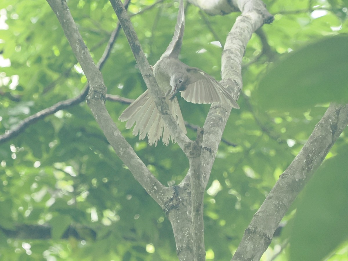 Puff-throated Bulbul - ML619559354