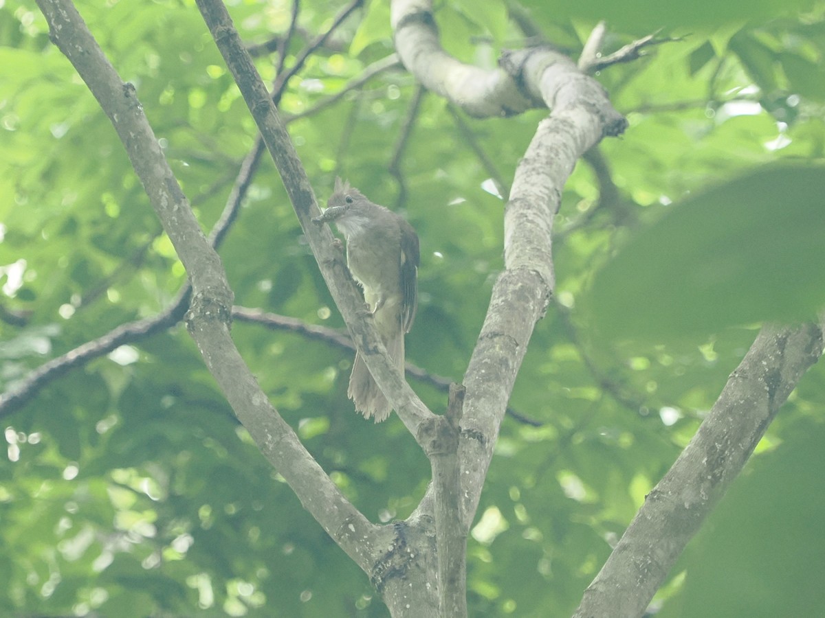 Puff-throated Bulbul - Marius Grathwohl