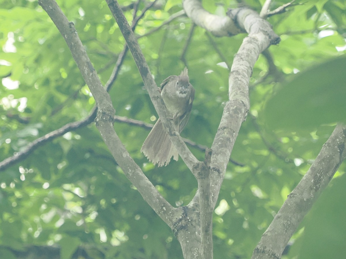 Puff-throated Bulbul - ML619559357