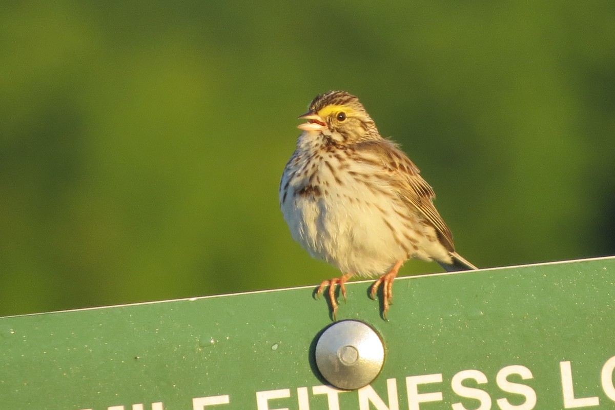 Savannah Sparrow - suzanne pudelek