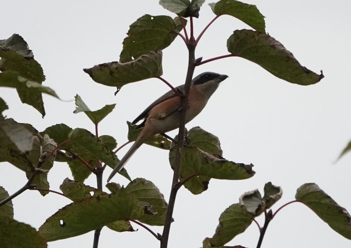 Gray-backed Shrike - Zhongyu Wang