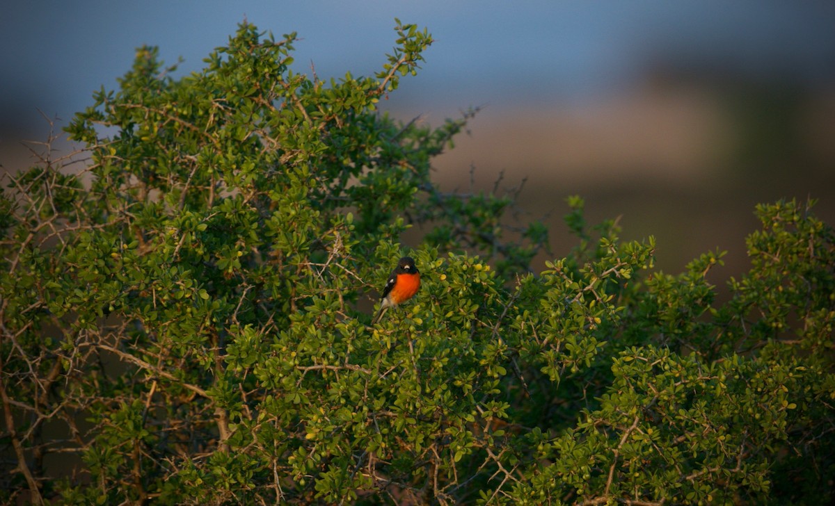 Flame Robin - David  Tytherleigh