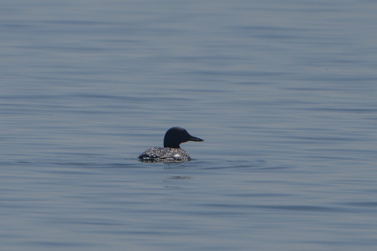 Common Loon - Michael Barath