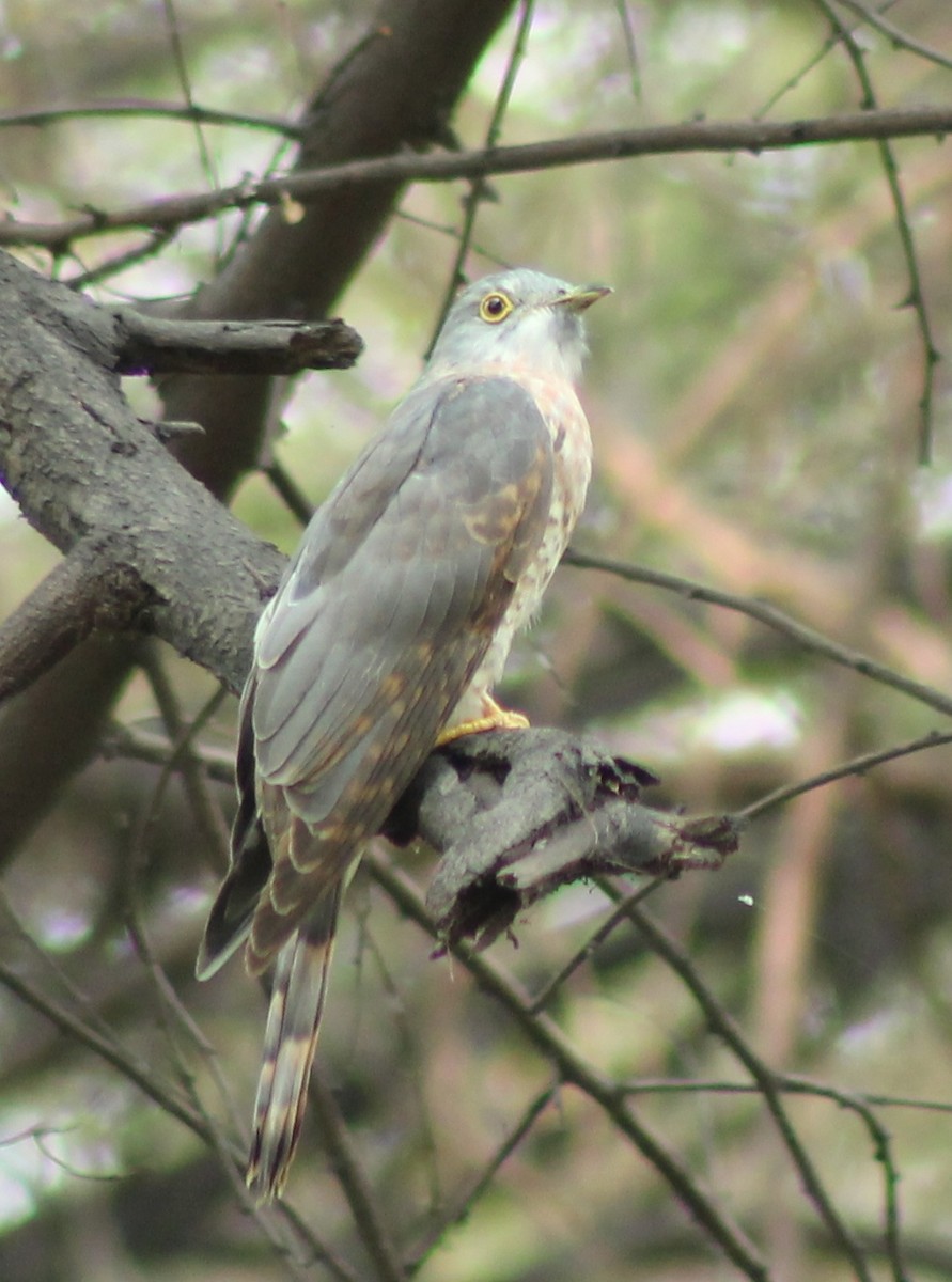 Common Hawk-Cuckoo - Madhavi Babtiwale