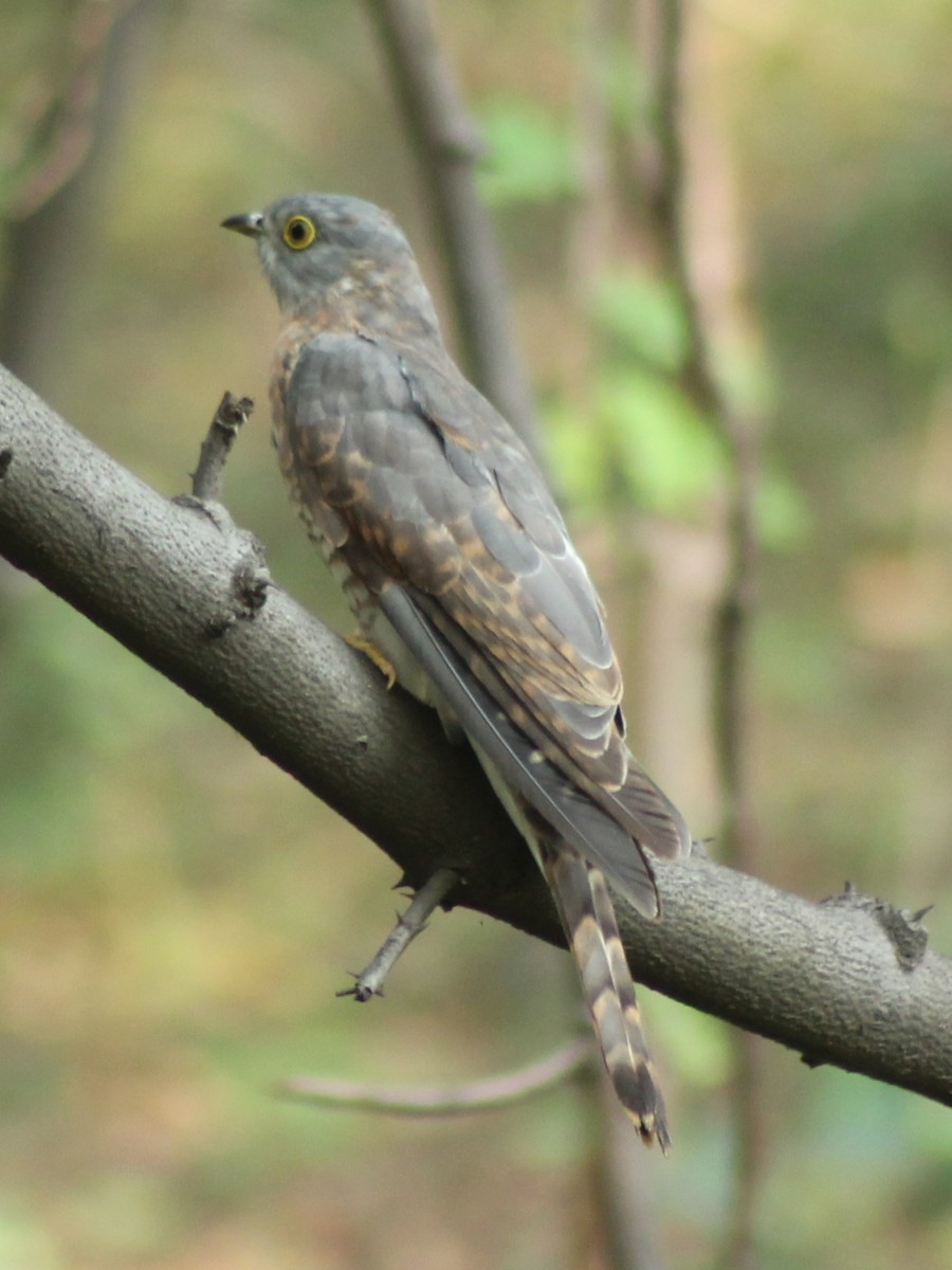 Common Hawk-Cuckoo - Madhavi Babtiwale