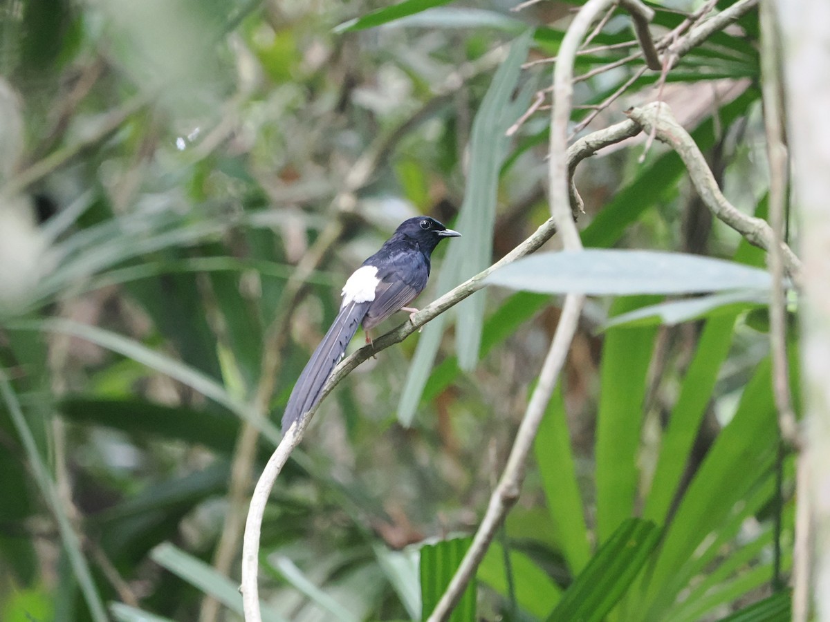 White-rumped Shama - Marius Grathwohl