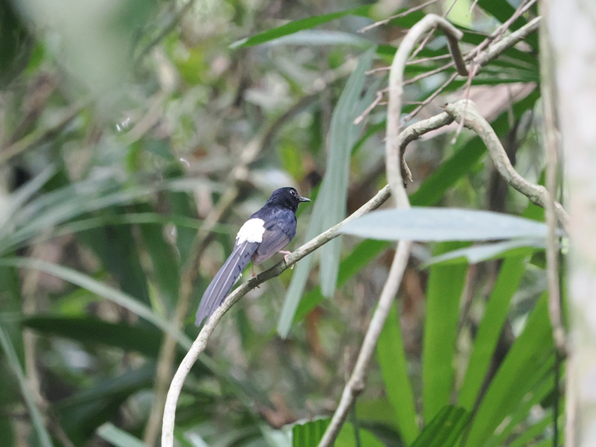 White-rumped Shama - Marius Grathwohl