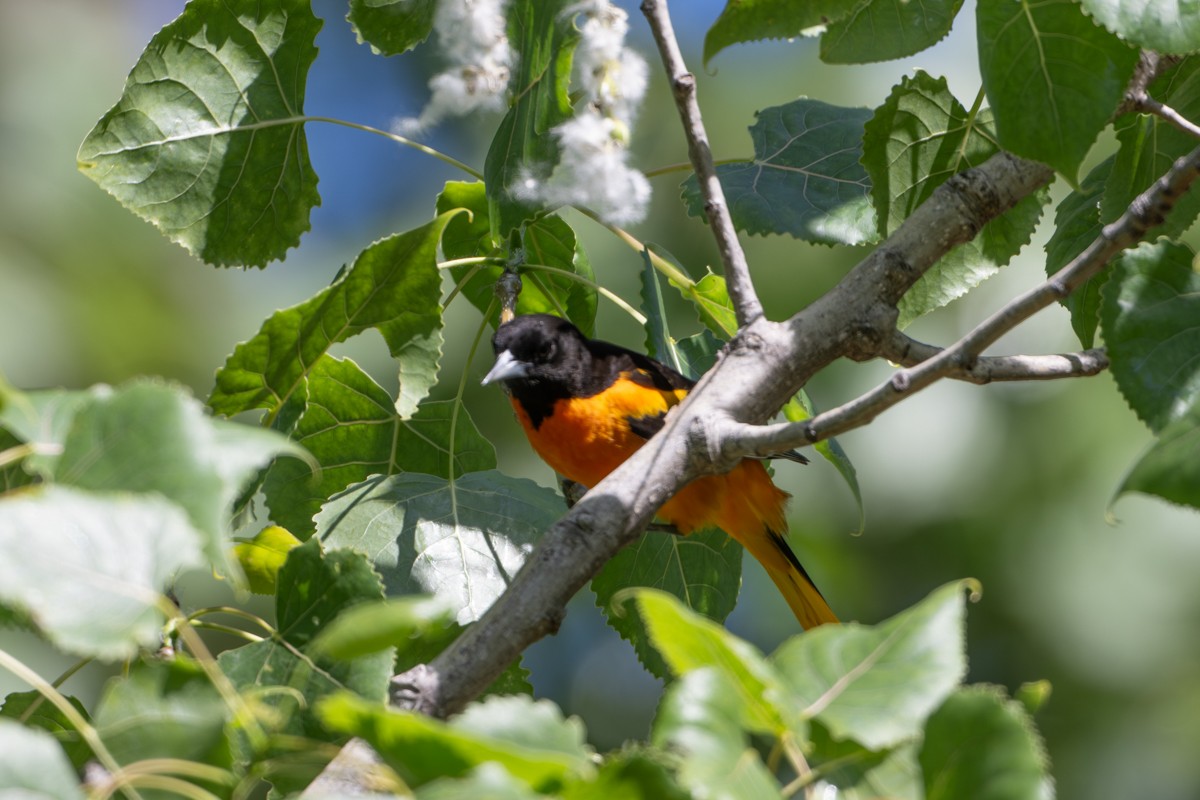 Baltimore Oriole - Michael Barath